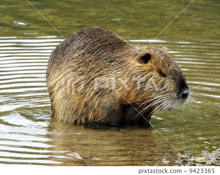 營養 營養 9423365