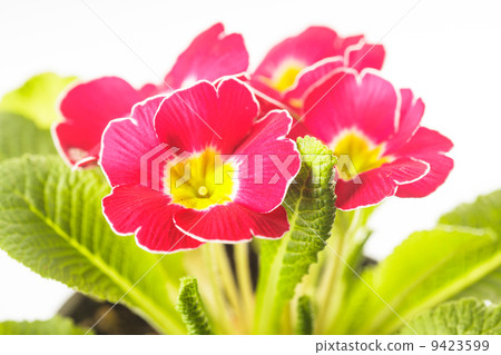 Red primula 9423599