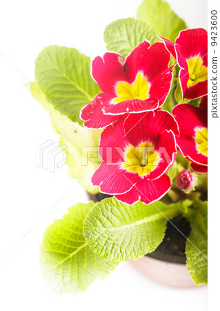 Red primula Red primula 9423600