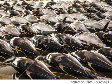 Landed tuna, a scene from the tuna auction market, tuna lined up, lots of tuna Landed tuna, a scene from the tuna auction market, tuna lined up, lots of tuna 9423811