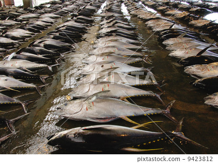 Tuna auction market 9423812