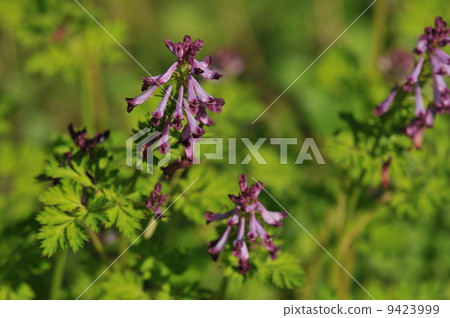 Murasaki Keman 9423999