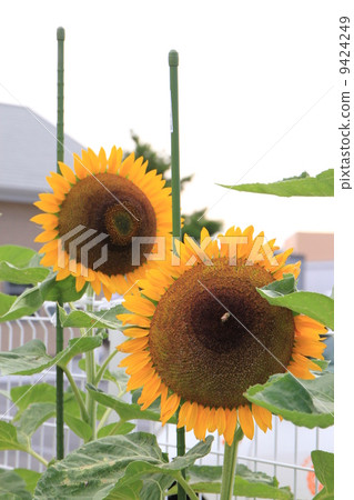 sunflower	 9424249
