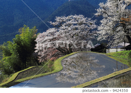 Cherry blossoms in three sides Cherry blossoms in three sides 9424350