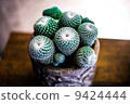 Snow White Cactus 9424444
