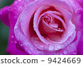 A rose of one circle blooming on a rainy day 9424669
