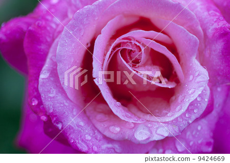 A rose of one circle blooming on a rainy day 9424669
