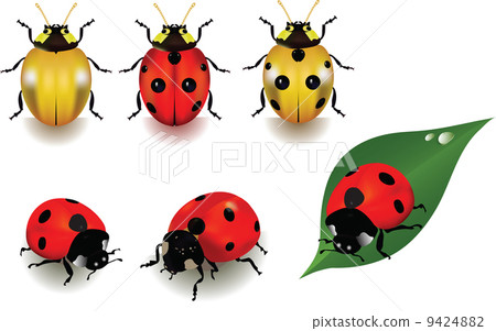 Vector Ladybugs over white background Vector Ladybugs over white background 9424882