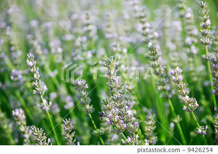 Lavender flowers 9426254