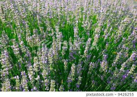 Lavender flowers 9426255