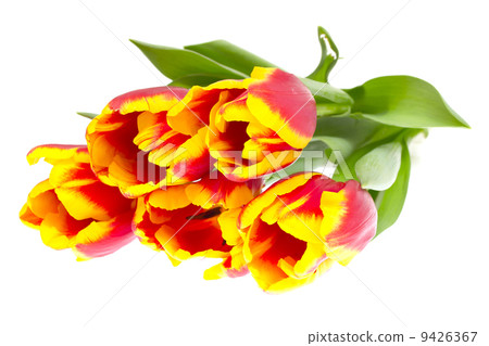 Beautiful tulips on white background Beautiful tulips on white background 9426367