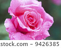 Pink roses blooming on rainy days 9426385