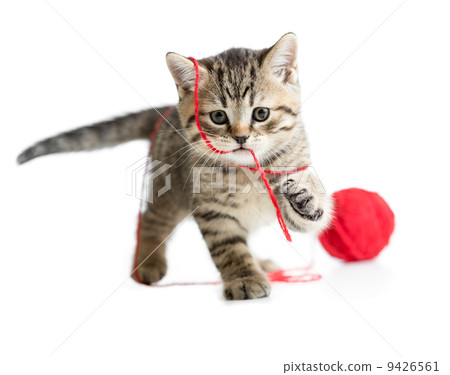 kitten playing red clew isolated on white kitten playing red clew isolated on white 9426561