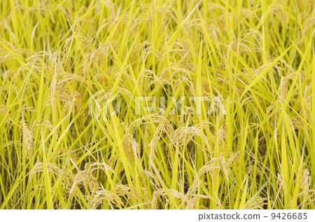 米收穫紋理 9426685