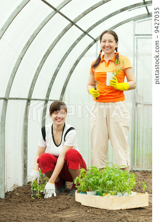 women planting tomato seedlings women planting tomato seedlings 9427035