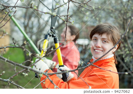 women pruned branches in the orchard women pruned branches in the orchard 9427062