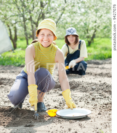 women sows seeds in soil women sows seeds in soil 9427076