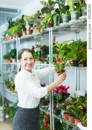 woman chooses Guzmania at shop woman chooses Guzmania at shop 9428046