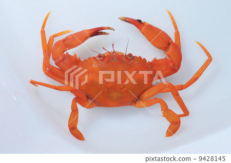 鯉魚Gizami 9428145