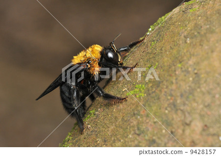 Carpenter bee Carpenter bee 9428157