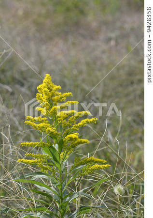 Seiitakahawadanchi So (Tall Foam Growth) 9428358