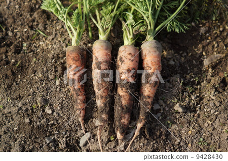Carrots Carrots 9428430