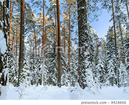 winter forest covered with snow 9428608
