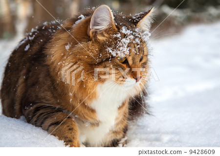 cat on sits on snow 9428609