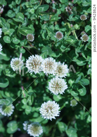 White clusters white clover In the past, it was used as a cushioning material for packing. 9428624