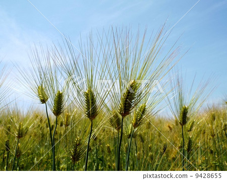 小麥的耳朵 9428655