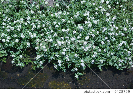 它被稱為Wakan Rushiko荷蘭Garashi水田芥。 它被稱為Wakan Rushiko荷蘭Garashi水田芥。 9428739