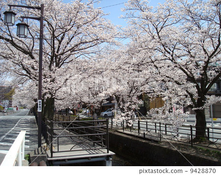 Sakura Onsen Street in Isawa Onsen with beautiful cherry blossom trees 9428870