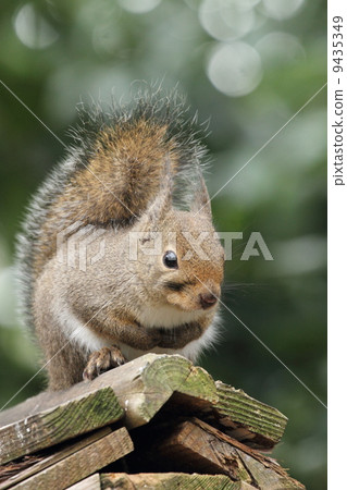 Japanese monkeys 9435349