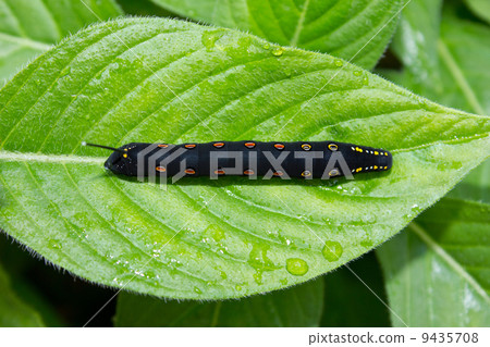 Caterpillar larva 9435708