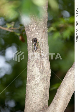 鯊魚的熊 9435709