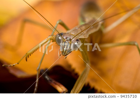 螳螂 螳螂 9435710