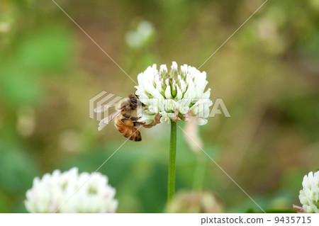 蜜蜂抽三葉草花蜜 9435715