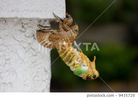 孵化蟬樹 9435720