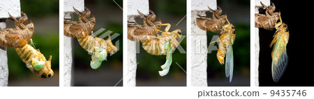 Sequel picture of the hatch of Kubazumi 9435746