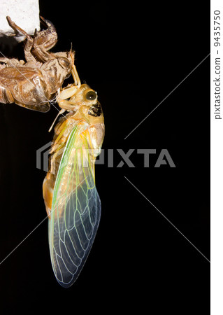 孵出的熊 9435750