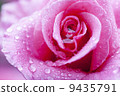 Pink roses blooming on rainy days 9435791