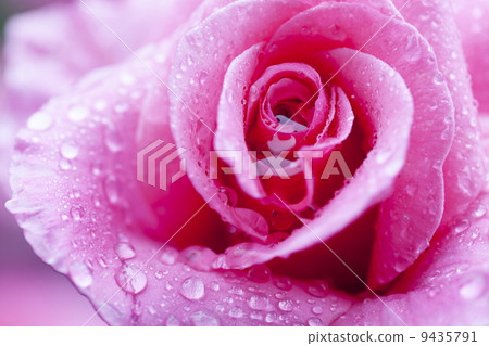 Pink roses blooming on rainy days 9435791