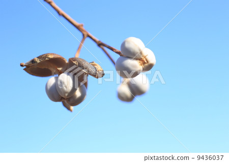 Nankinghase冬天場面 Nankinghase冬天場面 9436037