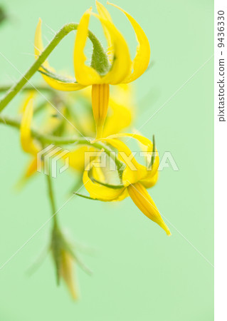 迷你番茄花 迷你番茄花 9436330