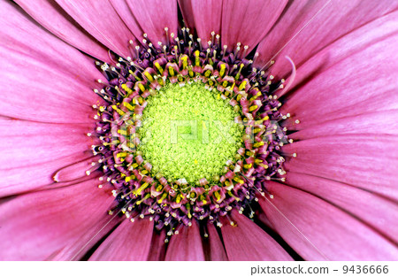 China aster 9436666