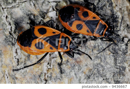 Firebug 9436667