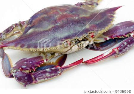 夾蟹 夾蟹 9436998