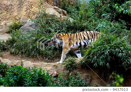 Bengal tiger 9437013