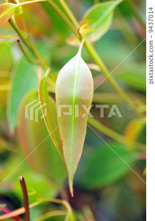 Eucalyptus 9437014
