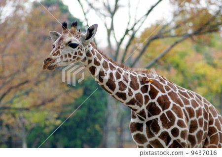 Giraffe  9437016